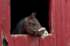 Horse in Red Barn Looking Right, Donna D. Lovely