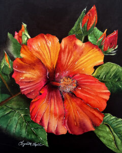 Realistic watercolor painting by Lynn Holl of a red hibiscus bloom with buds and green leaves surrounding it against solid black background