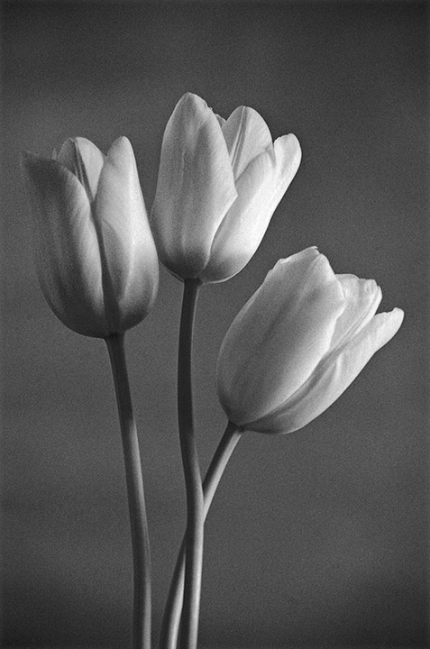 Three French Tulips