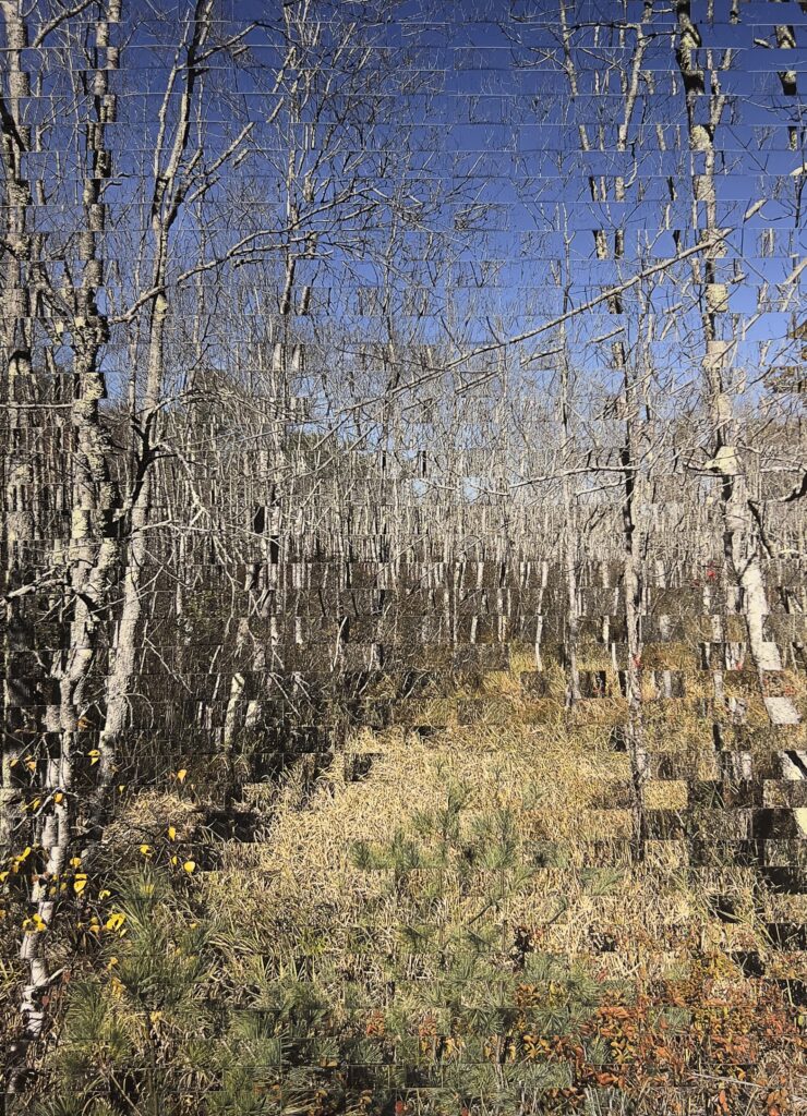 woven photograph of a woodland scene with a path running between birch trees with blue sky overhead