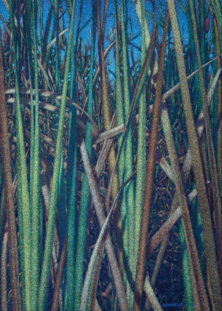 Bill Donnelly, Criss-Crossed Cattails, 27.5” x 35.5”, wax crayon on paper