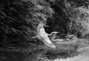 Black and white photograph of a large bird with large wings flying over a creek with trees in the background. The creek is angled from bottom right upward toward the right with the bird positioned in same direction in the middle of the photograph